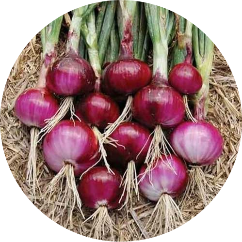 Onion - N-53